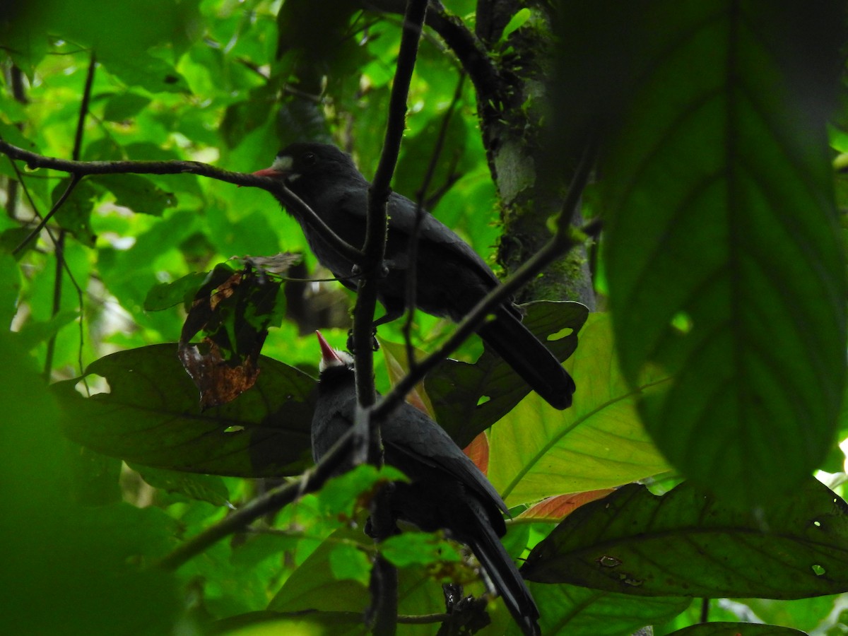 White-fronted Nunbird - ML643745789