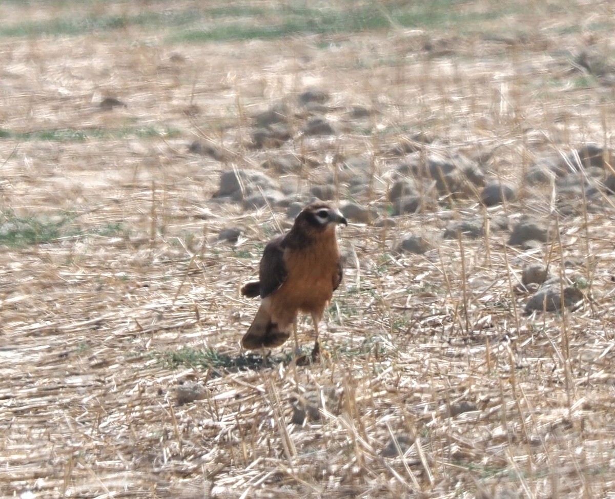 Montagu's Harrier - ML643745790