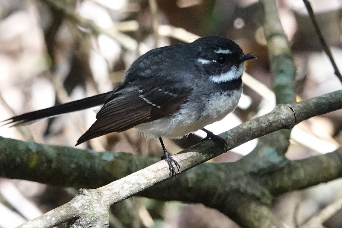 Gray Fantail - ML643745794