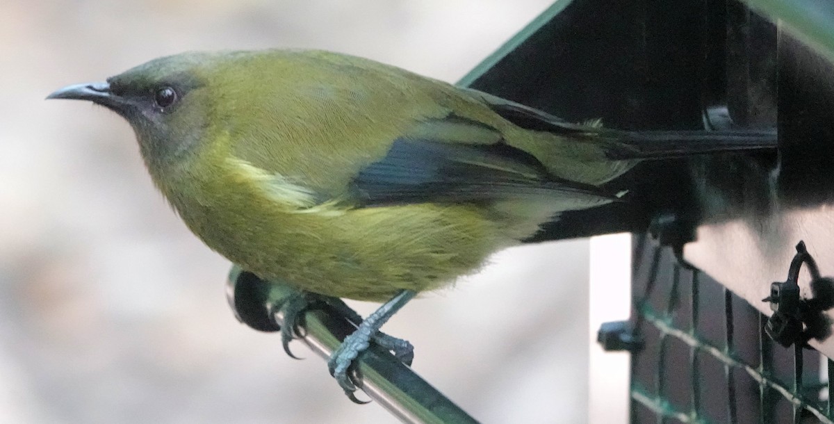 New Zealand Bellbird - ML643745795