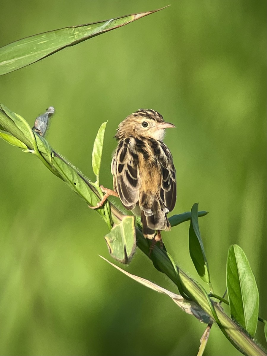 Zitting Cisticola - ML643745796