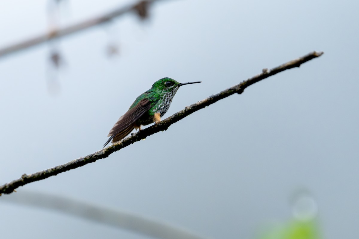 Peruvian Racket-tail - ML643745797