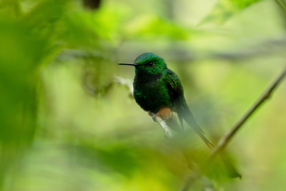 Peruvian Racket-tail - ML643745798