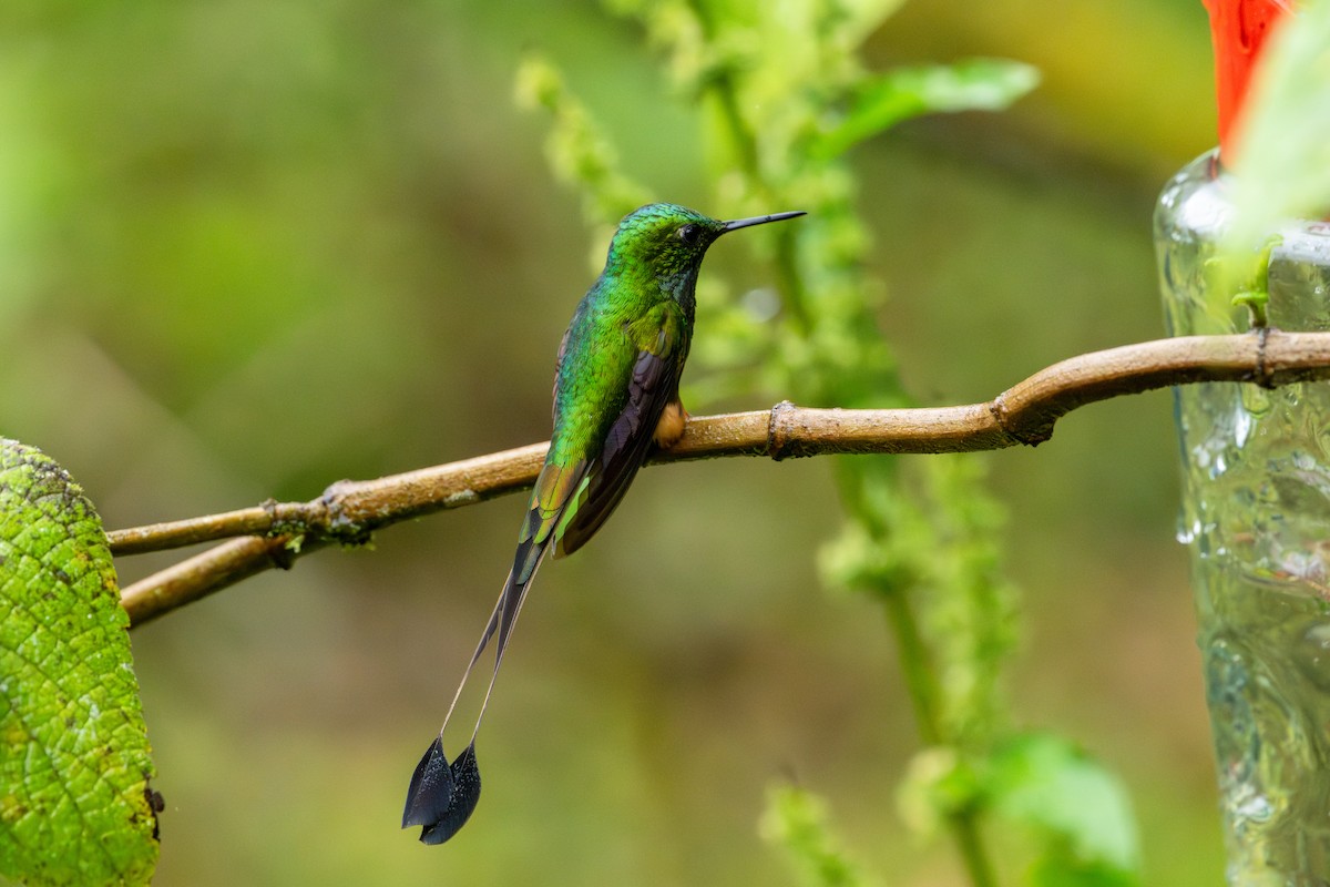 Peruvian Racket-tail - ML643745799