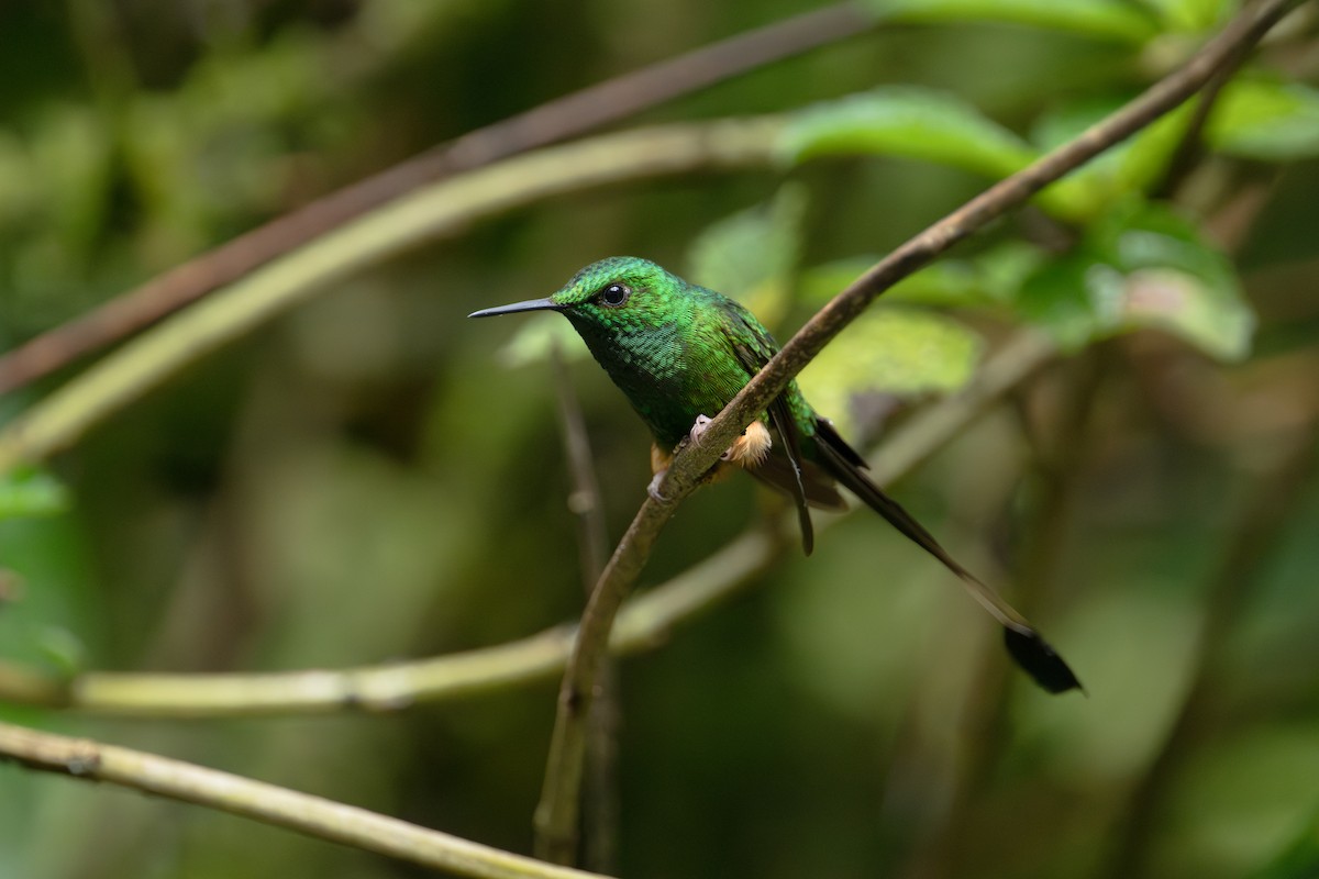 Peruvian Racket-tail - ML643745800