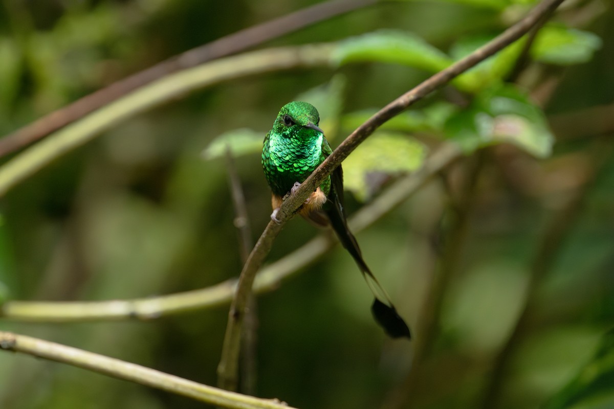 Peruvian Racket-tail - ML643745801