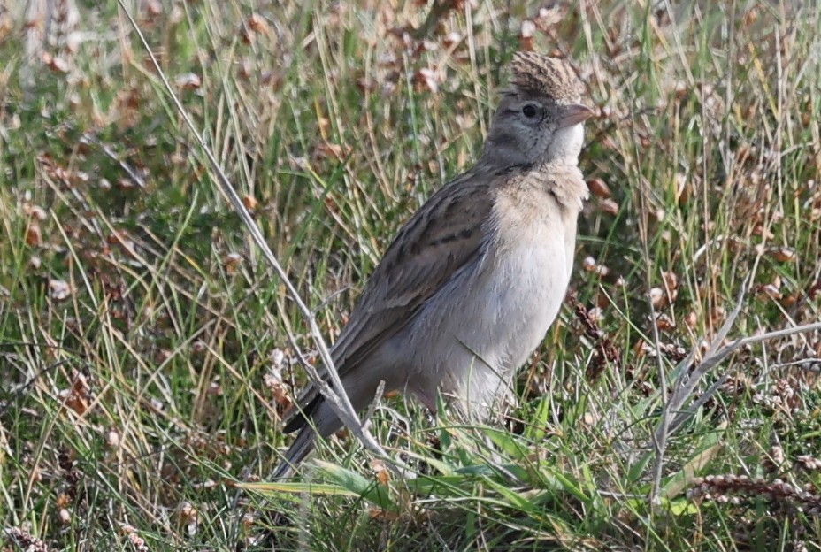 Greater Short-toed Lark - ML643745802