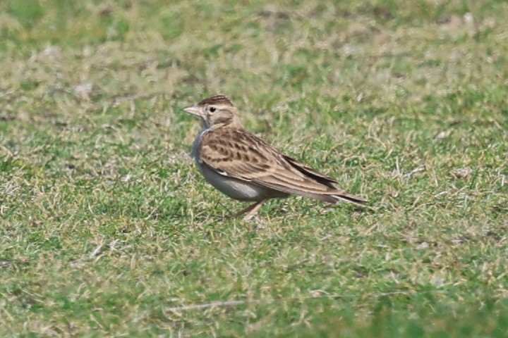 Greater Short-toed Lark - ML643745803