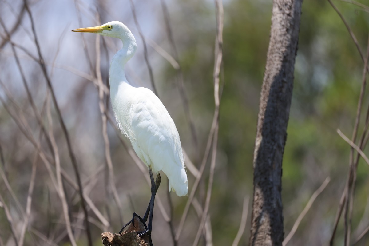 Plumed Egret - ML643745804