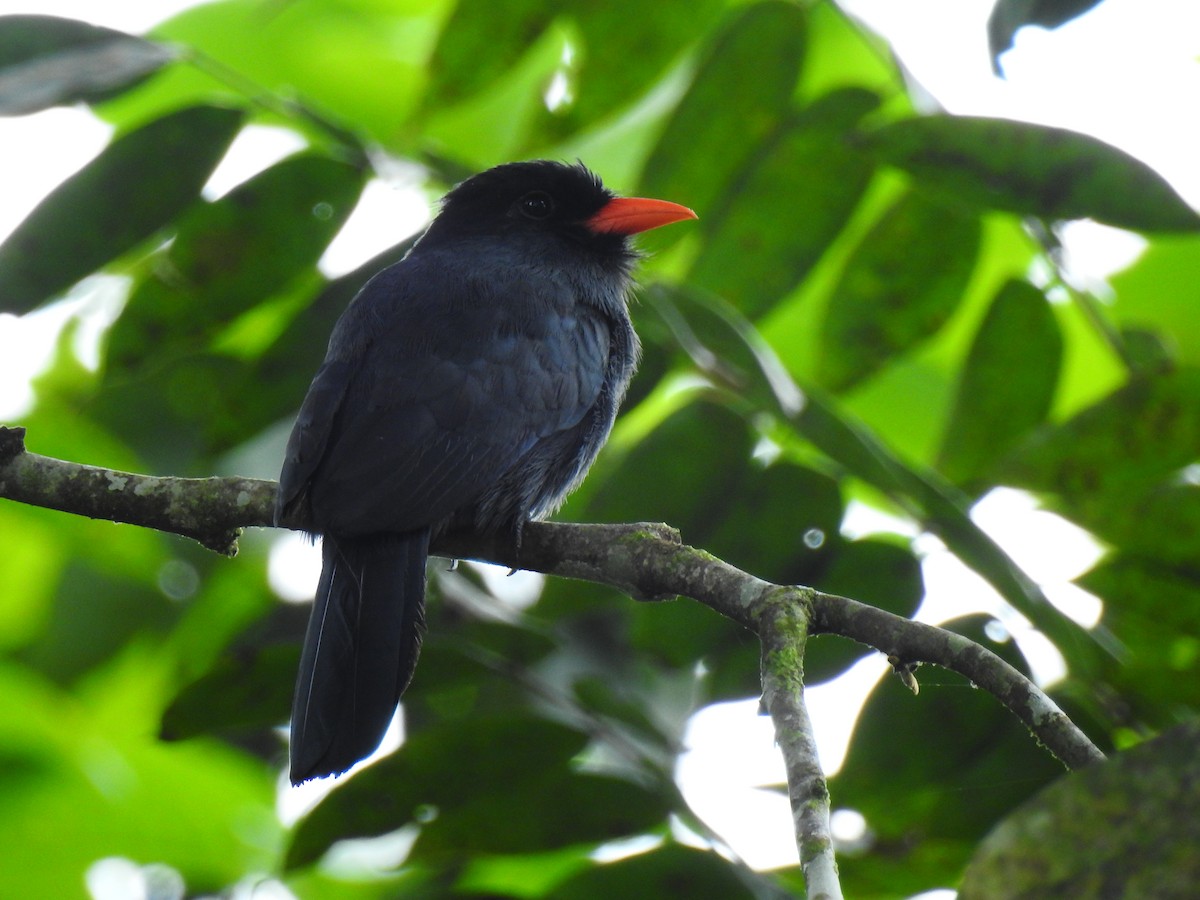 Black-fronted Nunbird - ML643745805