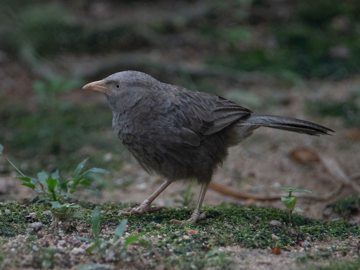 Yellow-billed Babbler - ML643745806