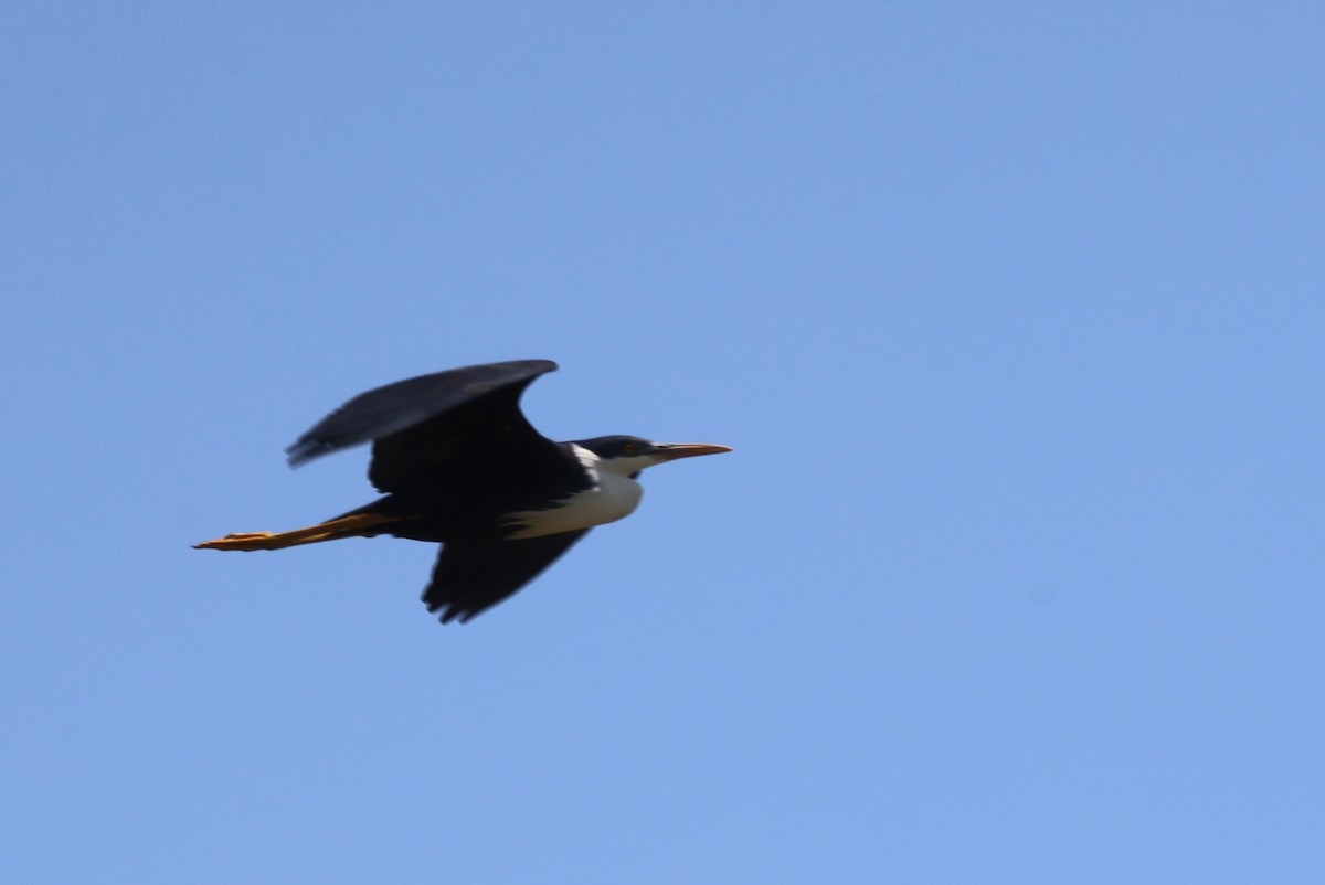 Pied Heron - ML643745807