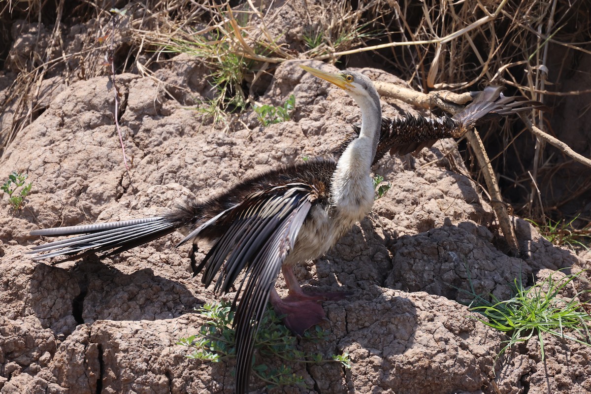 Australasian Darter - ML643745811