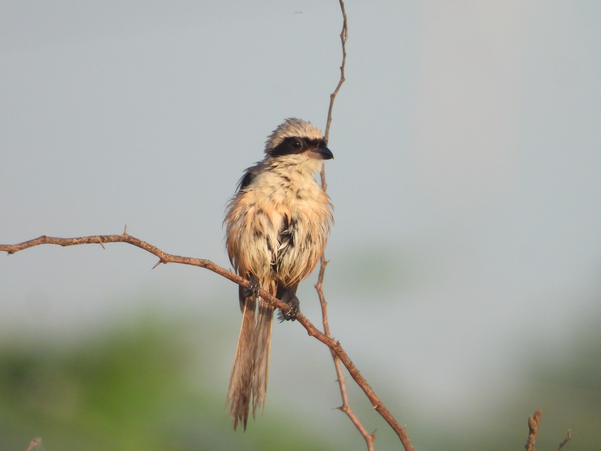 Long-tailed Shrike - ML643745812