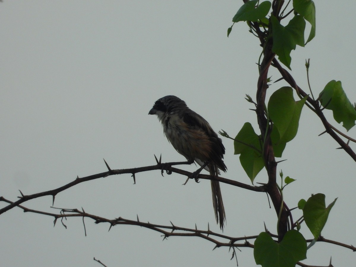 Long-tailed Shrike - ML643745814