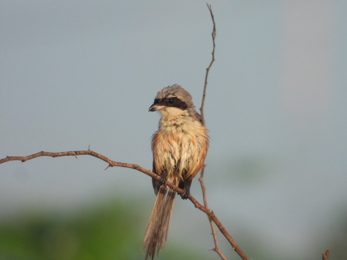 Long-tailed Shrike - ML643745815