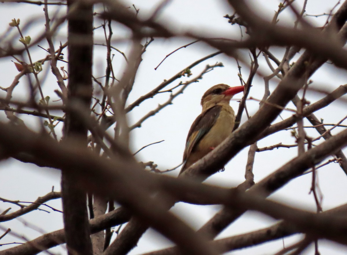 Brown-hooded Kingfisher - ML643745817