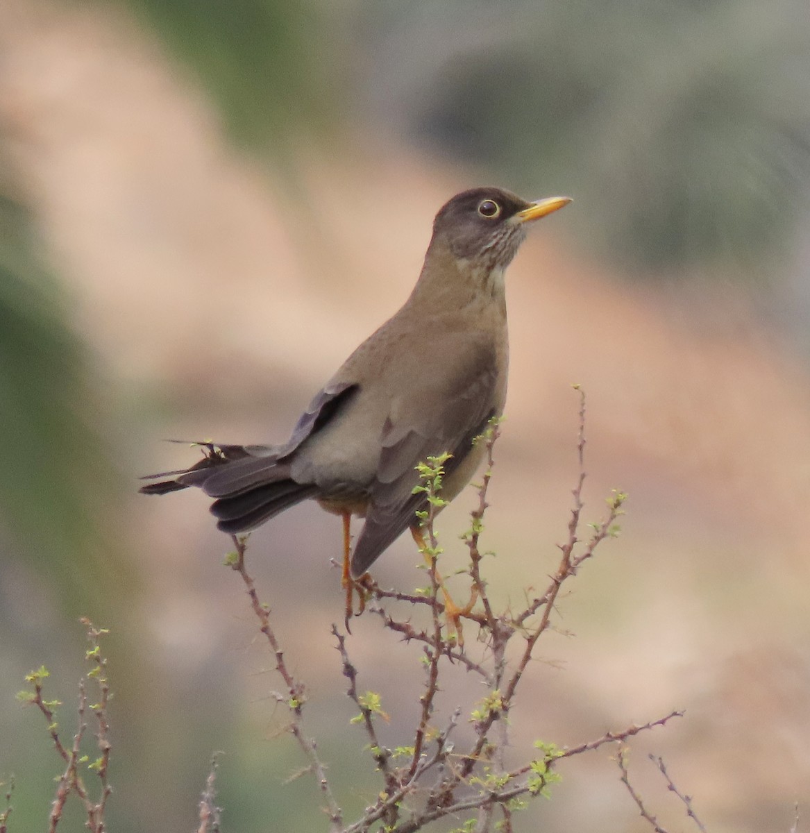 Austral Thrush - ML643745820