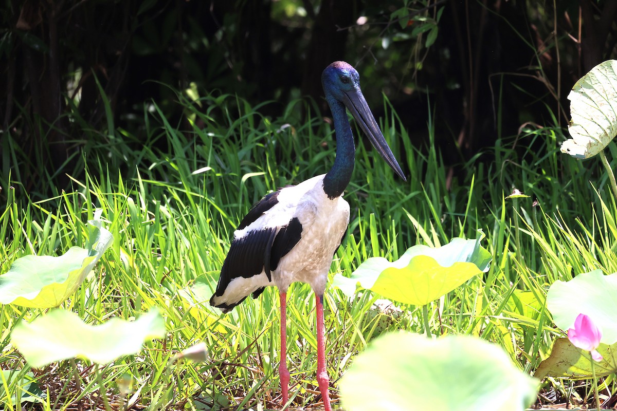 Black-necked Stork - ML643745823