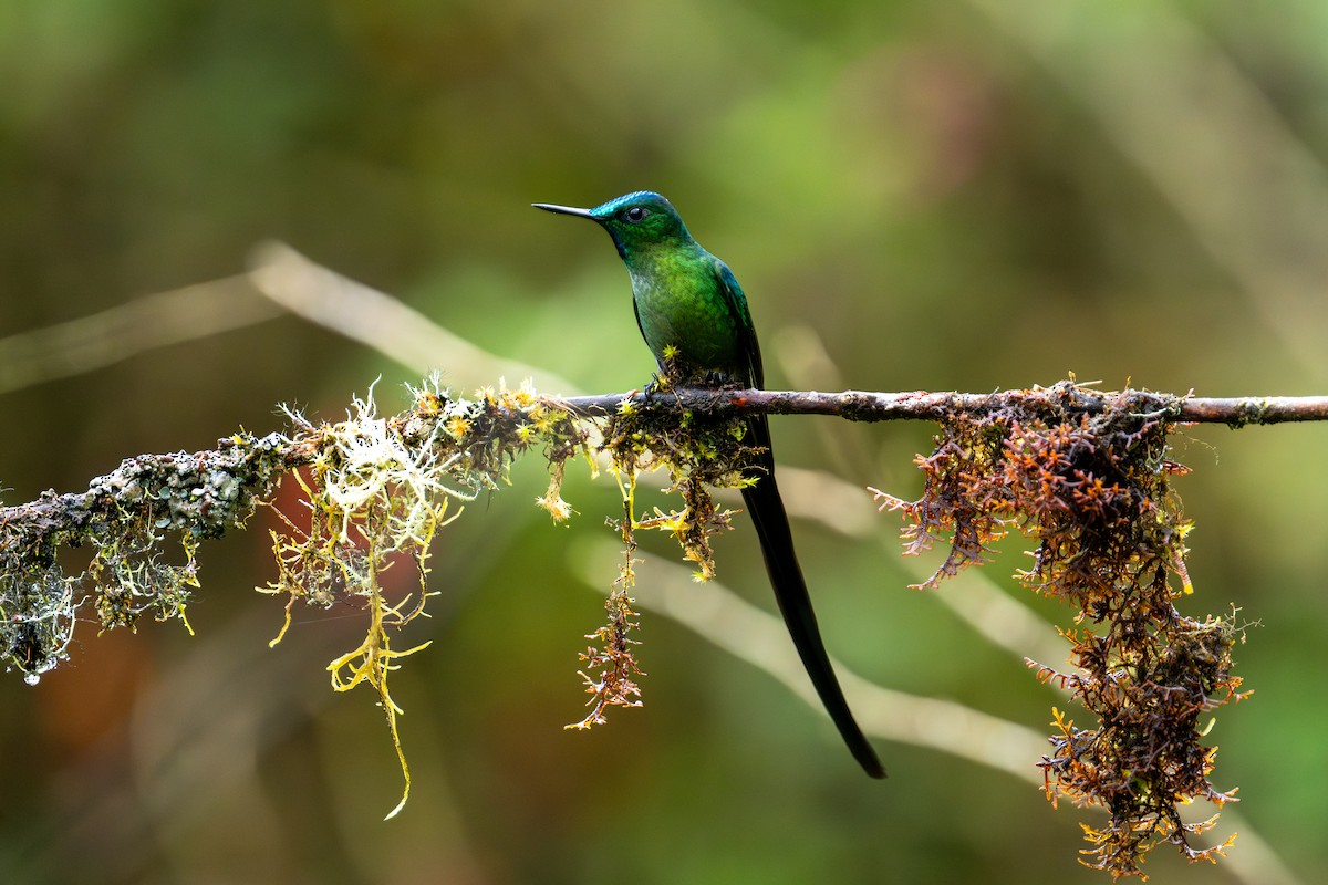 Long-tailed Sylph - ML643745830