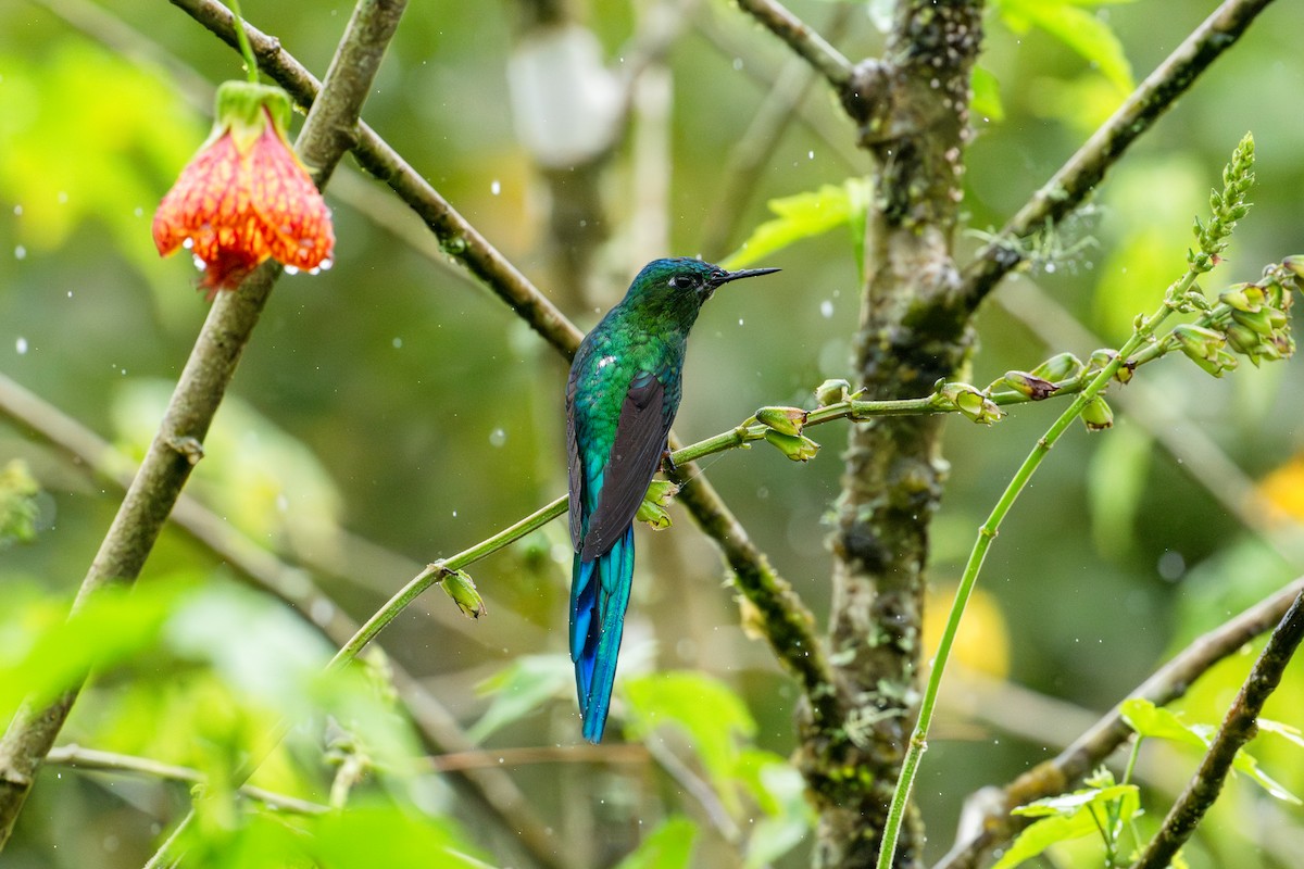 Long-tailed Sylph - ML643745831