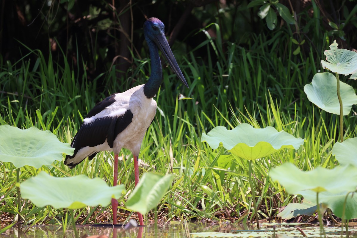 Black-necked Stork - ML643745832