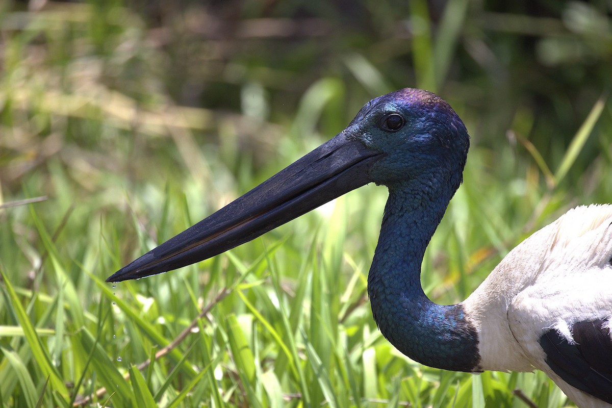 Black-necked Stork - ML643745833