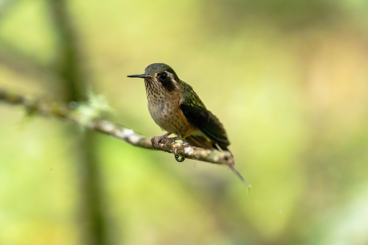 Speckled Hummingbird - ML643745834