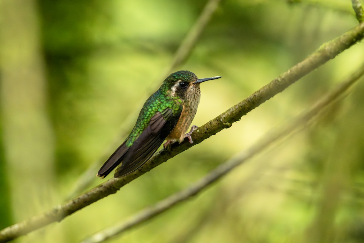 Speckled Hummingbird - ML643745835