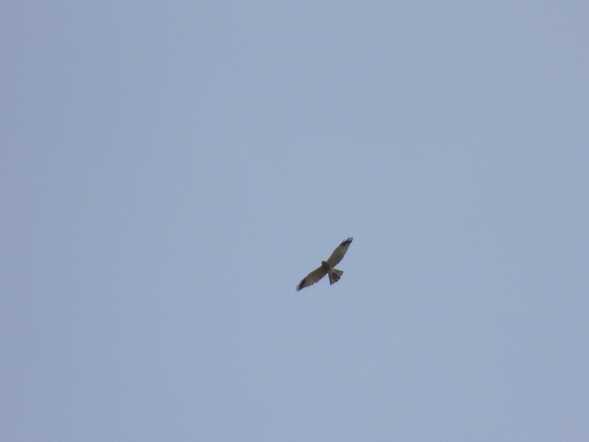 Chinese Sparrowhawk - ML643745839