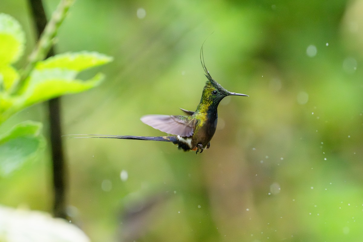 Wire-crested Thorntail - ML643745842