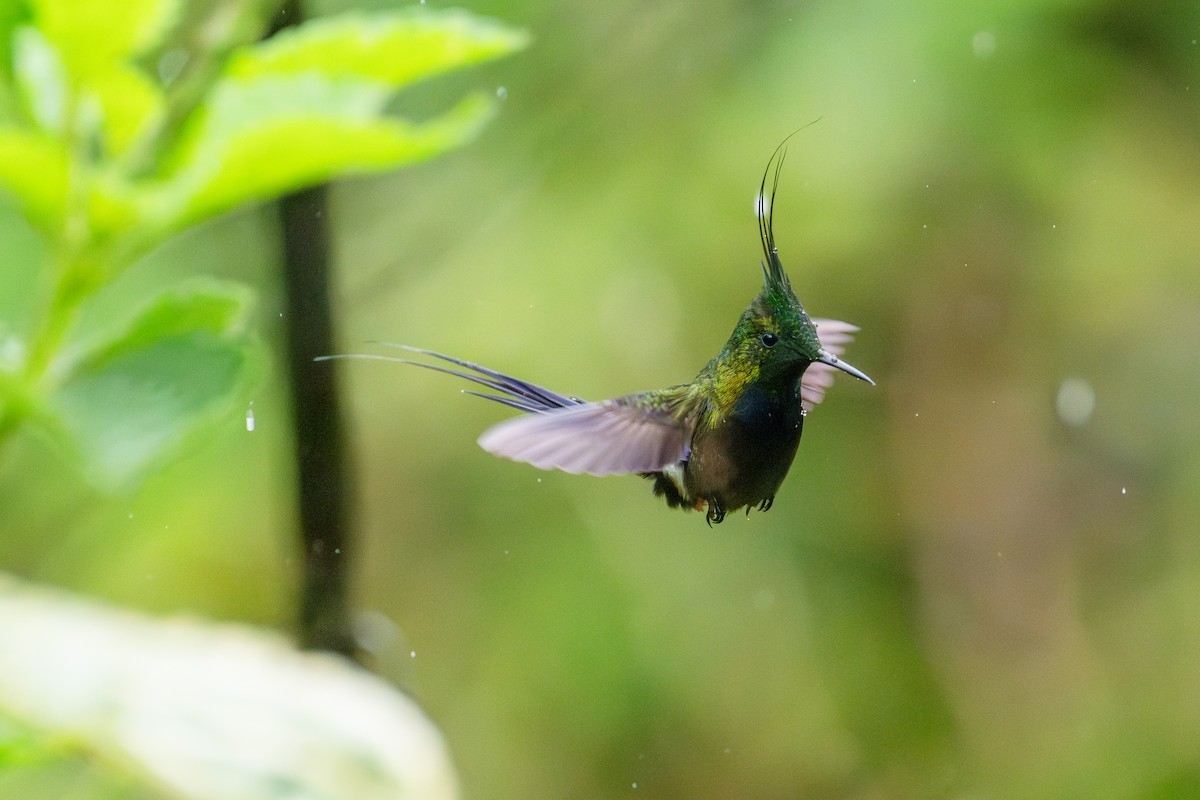 Wire-crested Thorntail - ML643745843