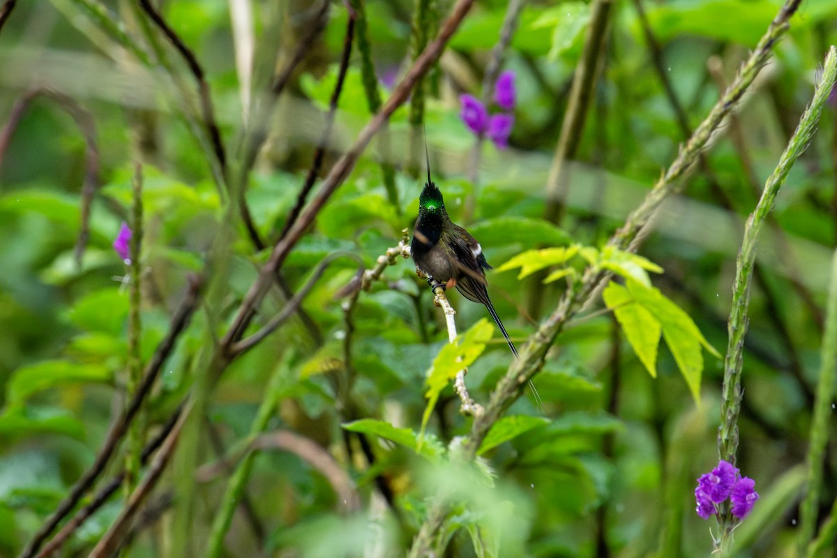 Wire-crested Thorntail - ML643745845