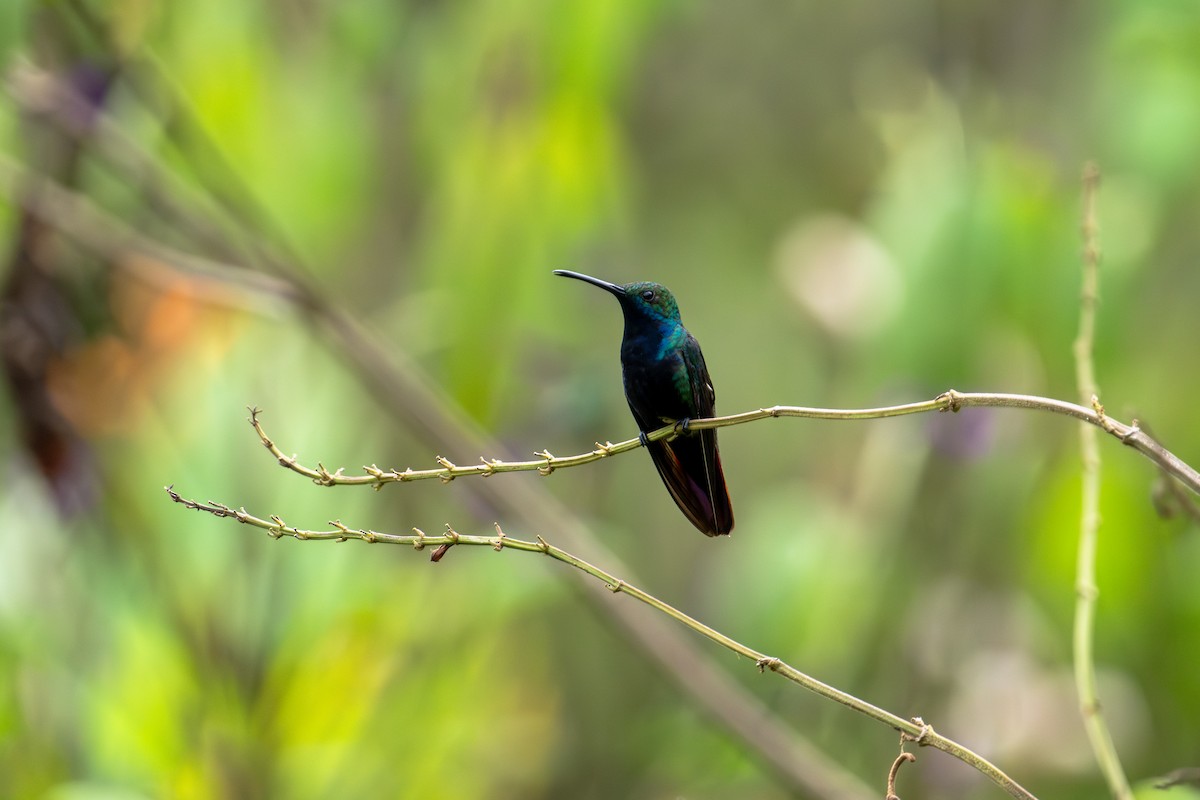 Black-throated Mango - ML643745854