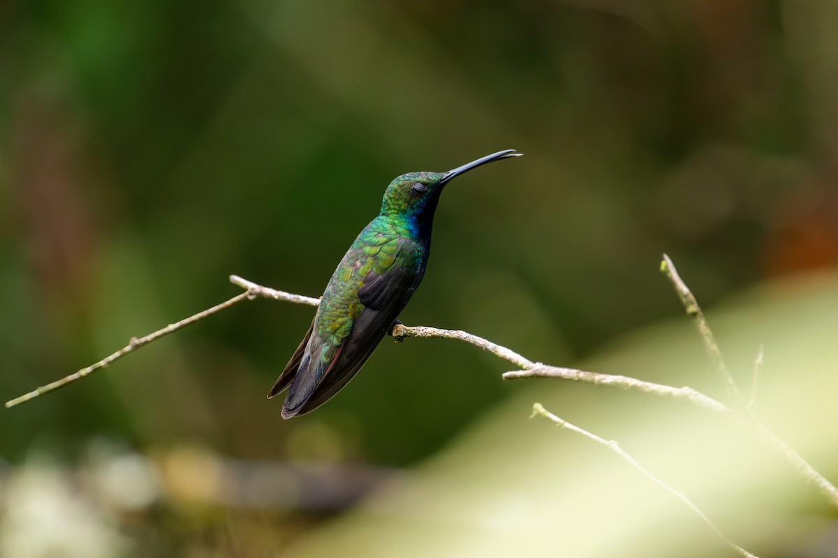 Black-throated Mango - ML643745855