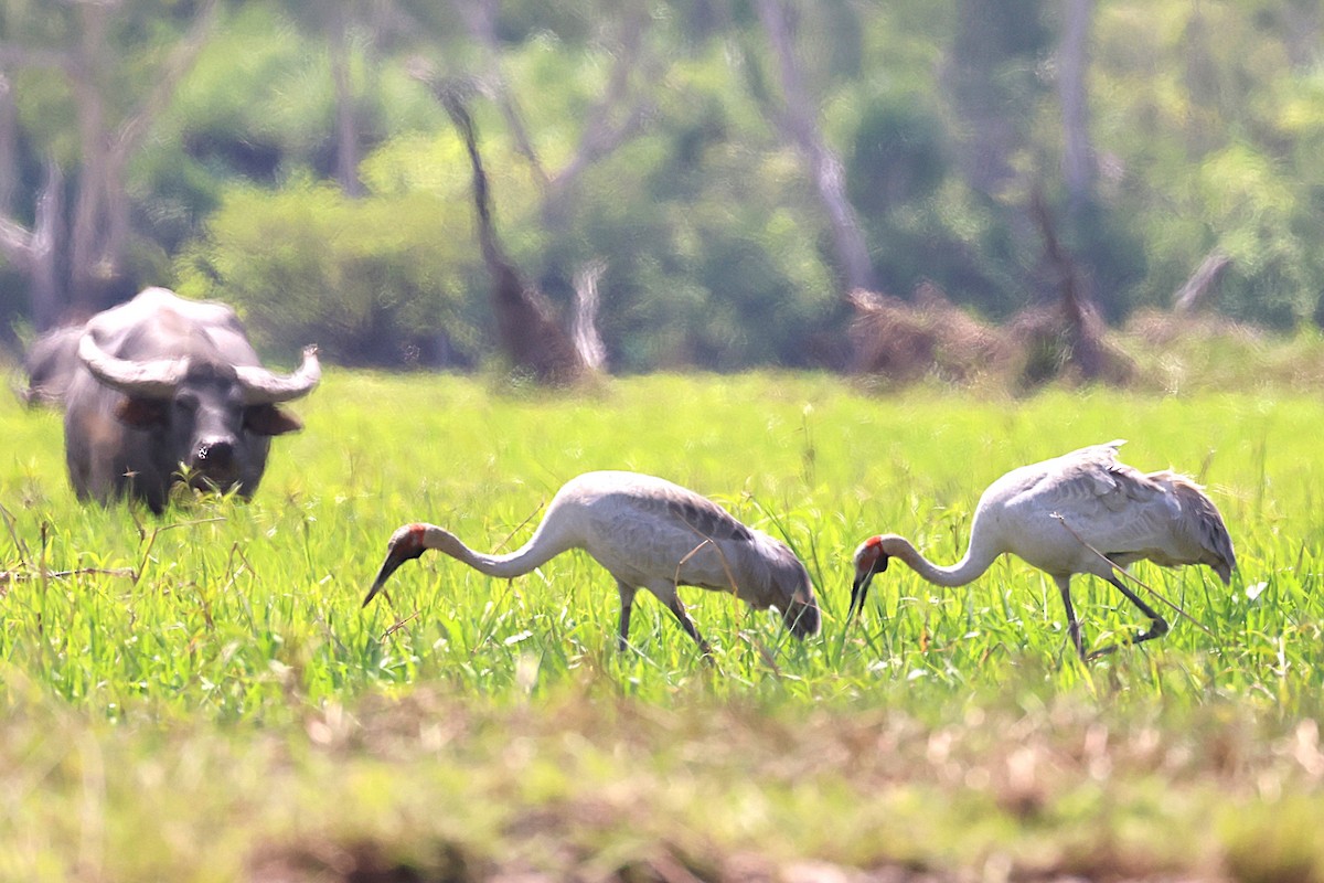Brolga - ML643745857