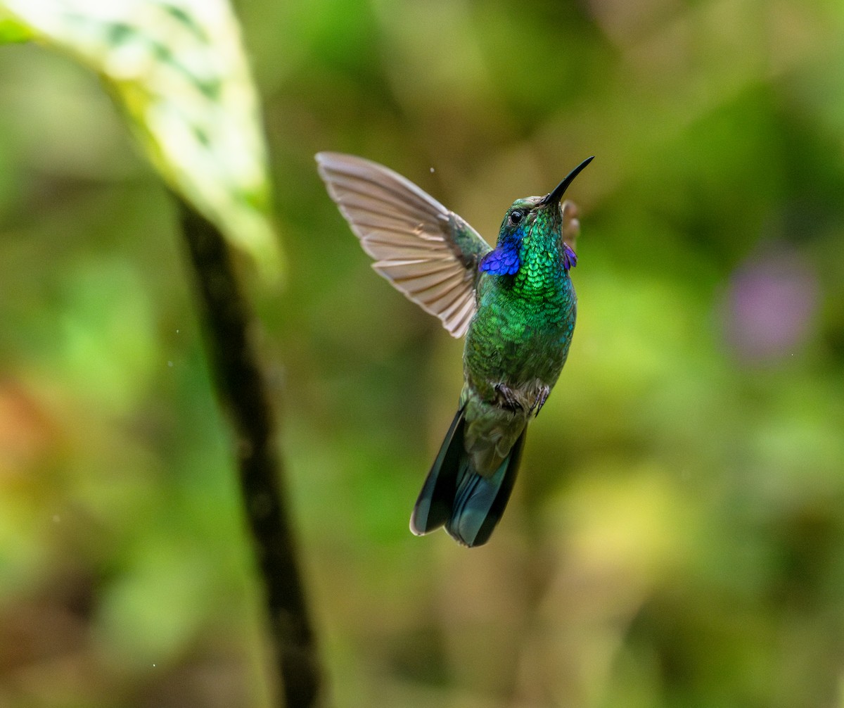 Lesser Violetear - ML643745858