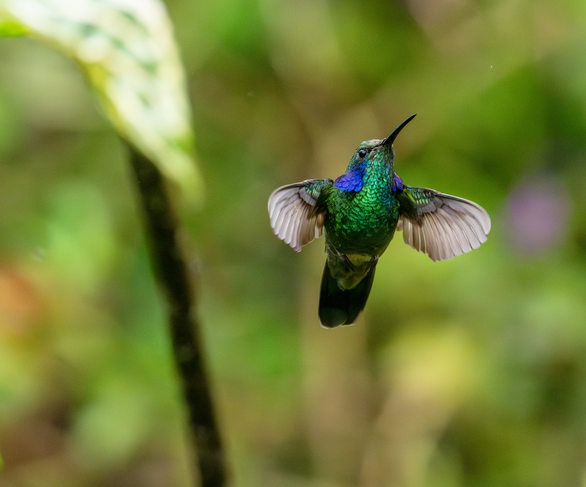 Lesser Violetear - ML643745859