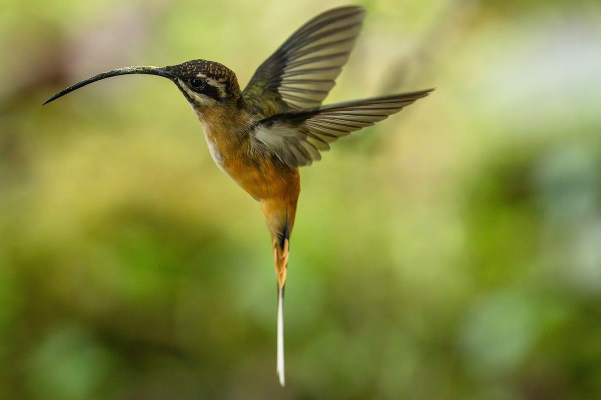 Tawny-bellied Hermit - ML643745864