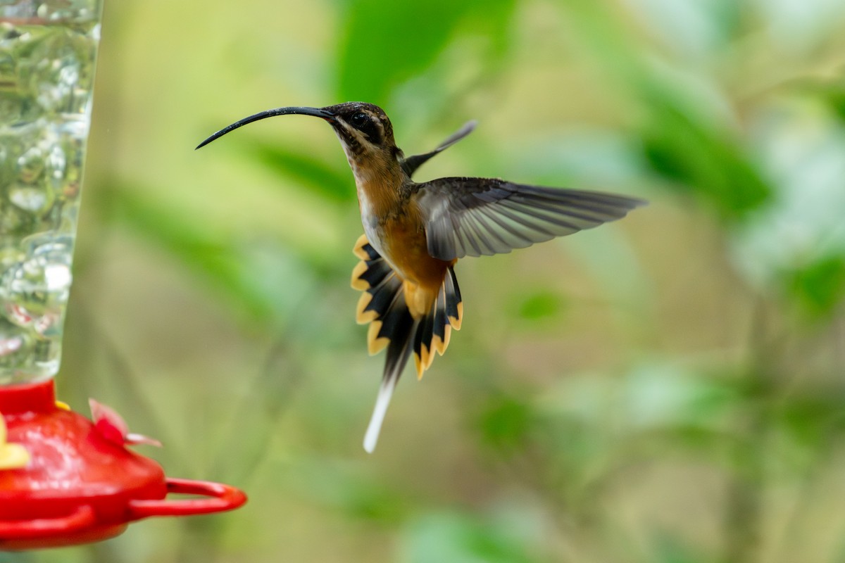 Tawny-bellied Hermit - ML643745865