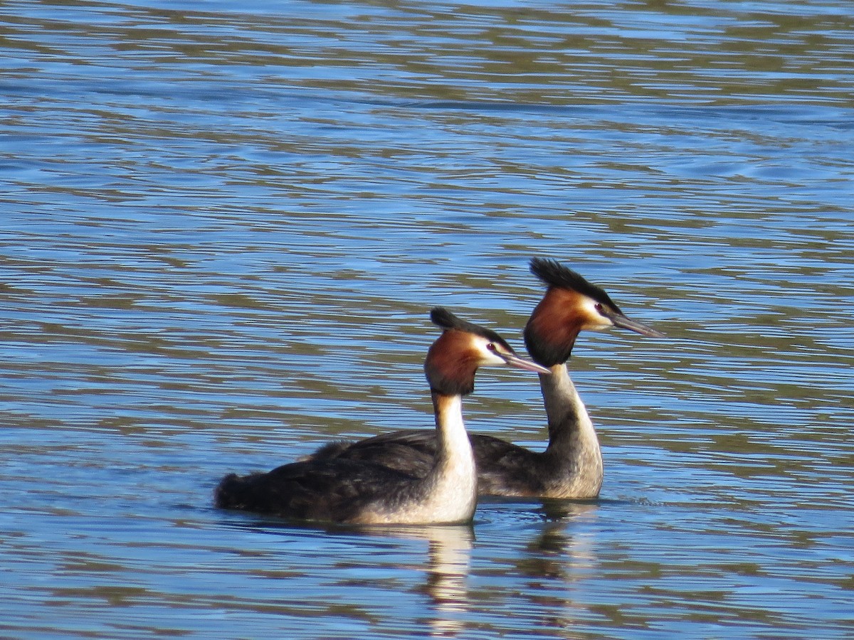 potápka roháč - ML643745868