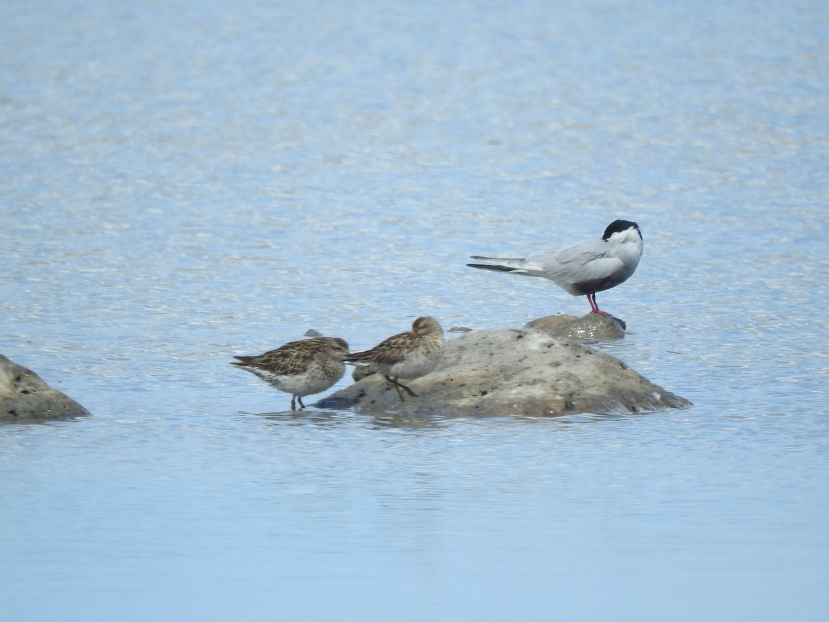 Сүүл элсэг - ML643745870