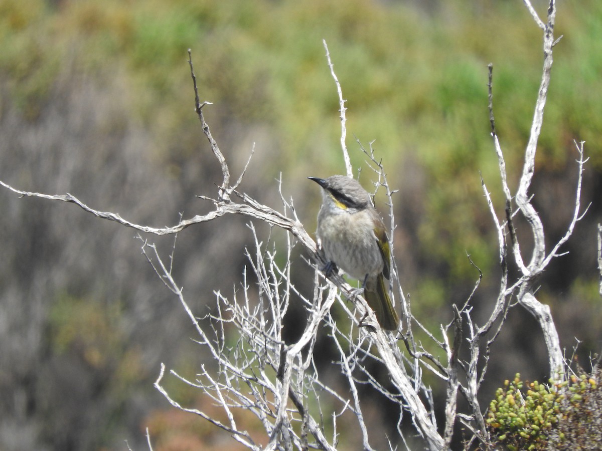 Singing Honeyeater - ML643745891