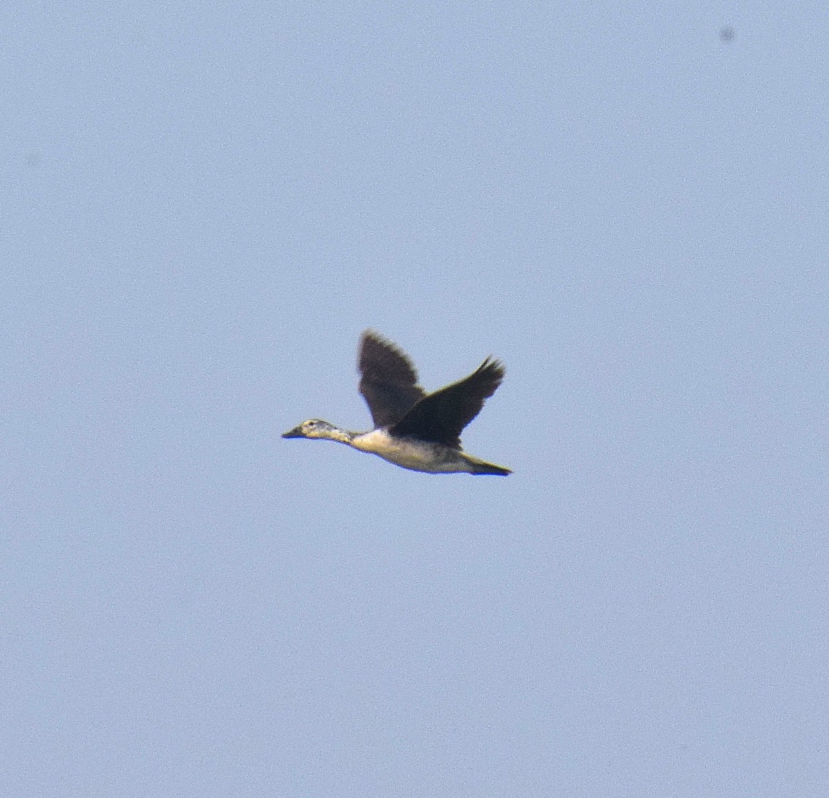 Knob-billed Duck - ML643745897