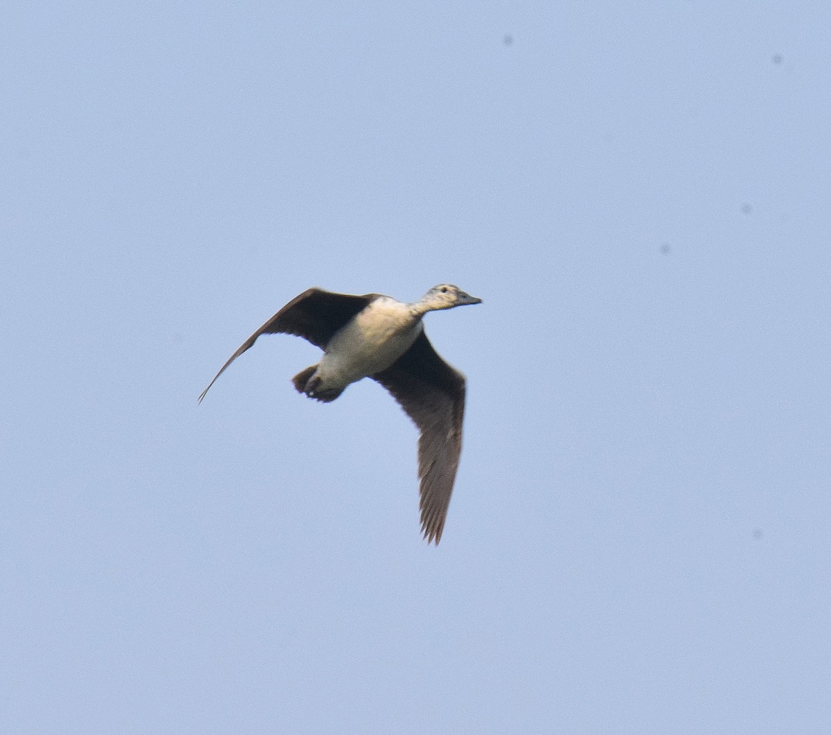 Knob-billed Duck - ML643745898