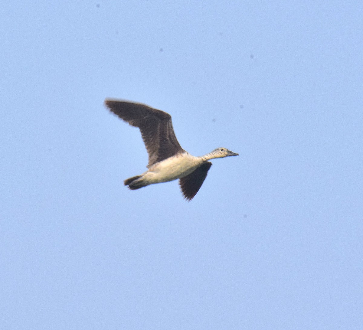 Knob-billed Duck - ML643745899