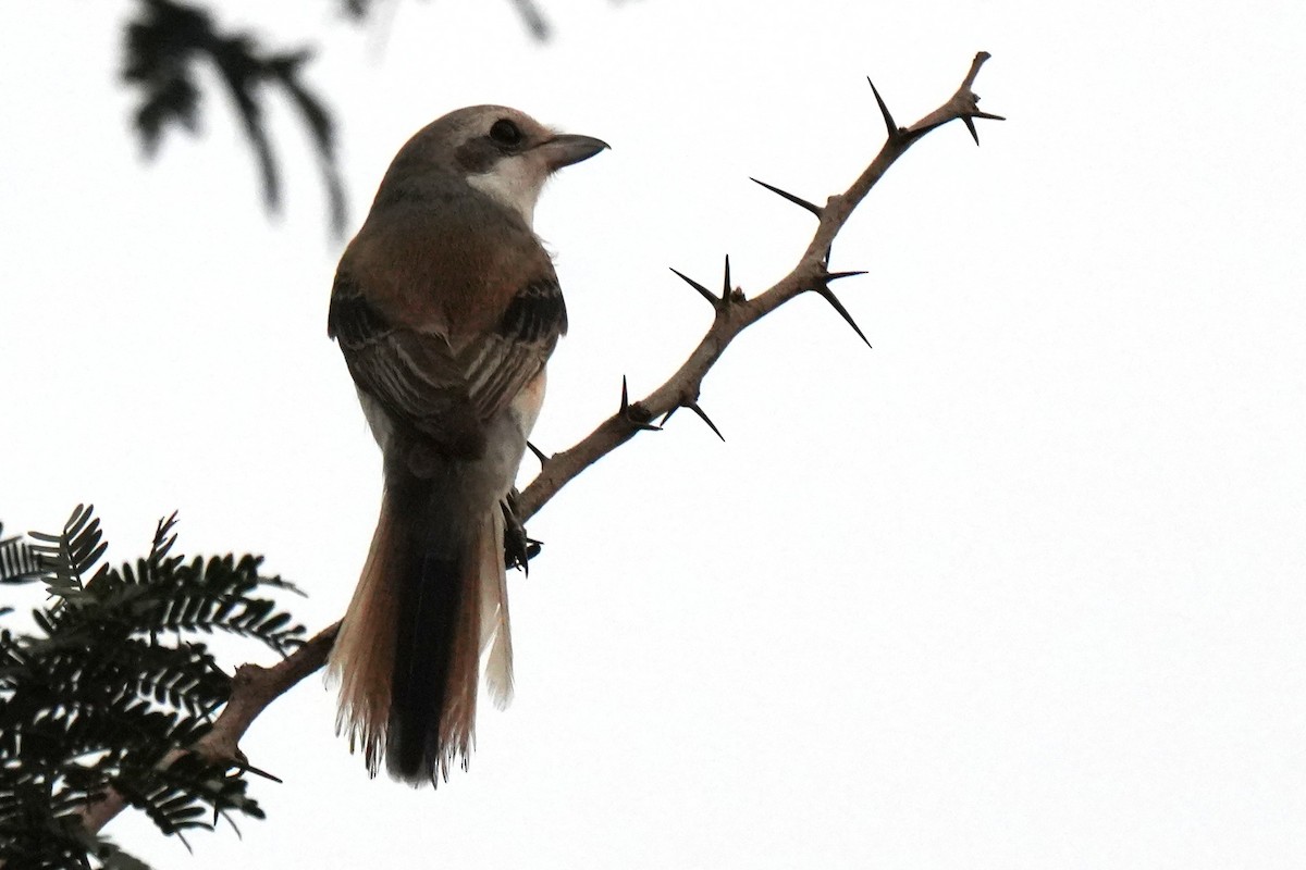 Bay-backed Shrike - ML643745900