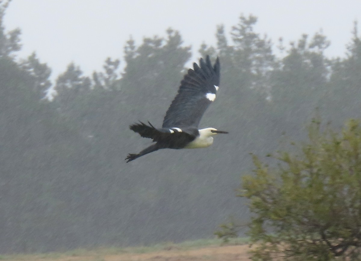 Pacific Heron - ML643745921