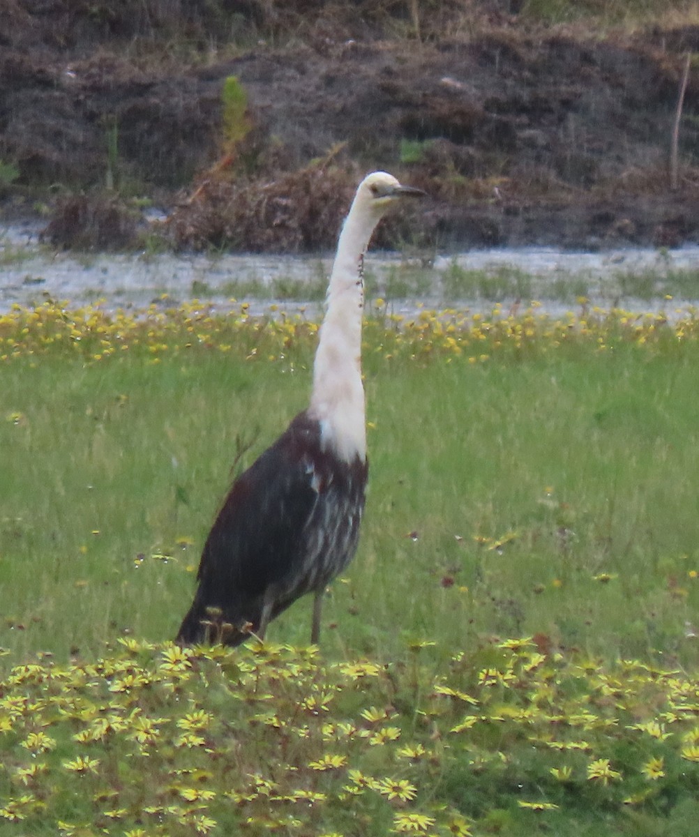 Pacific Heron - ML643745922