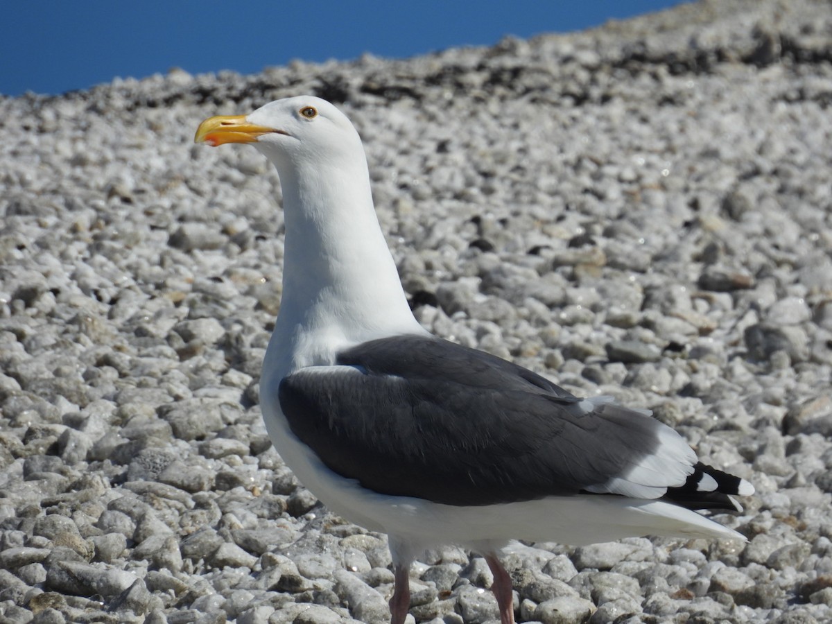 Western Gull - ML643745923